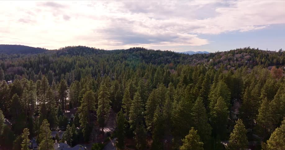Beneath a cloudy sky there is a sprawling forest filled with tall trees