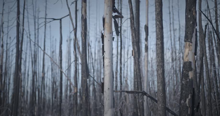 Panorama of a forest with dry branches