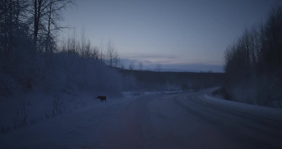 An animal sniffing something on the side of a rural road