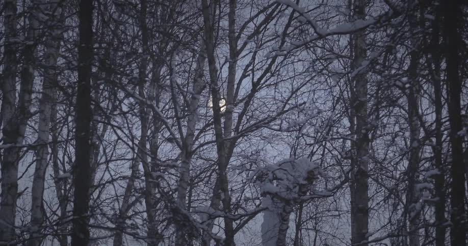 A forest of trees with thin trunks in a snowy region and in the sky there is a full moon