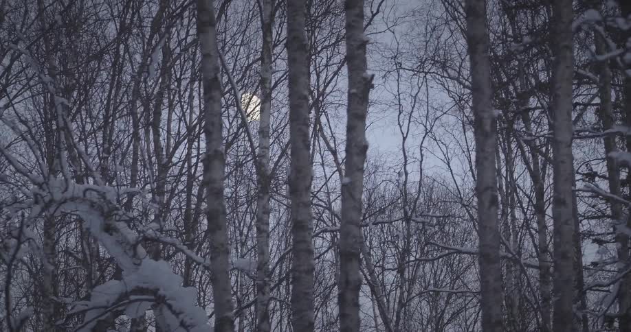 Full moon seen from frozen forest in winter
