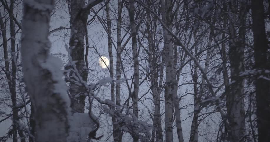 Pale sun shines through haze onto frost covered deciduous forest in winter