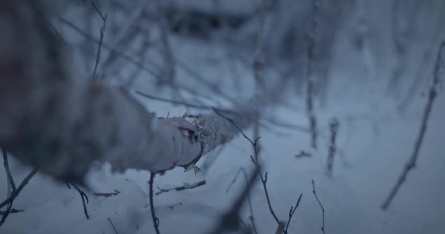 A person hitting a tree branch with an ax