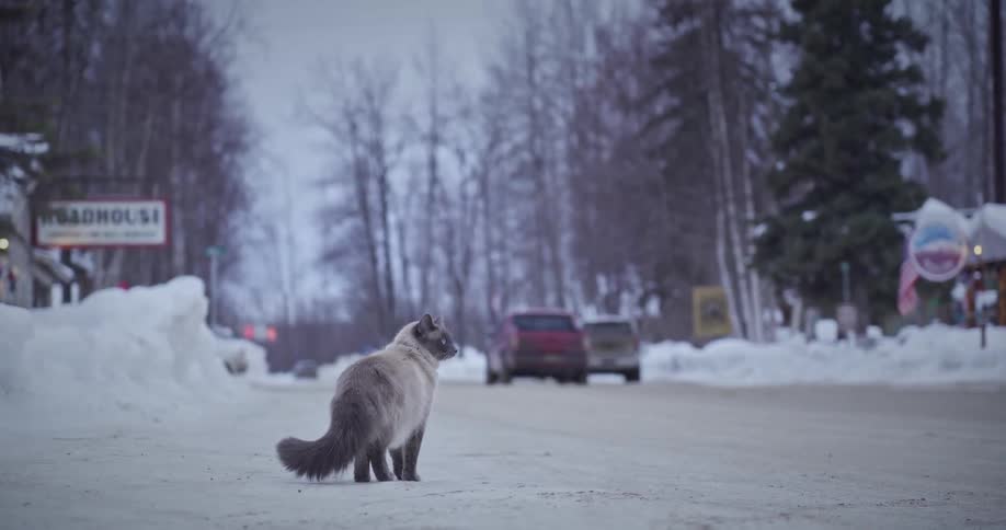 A cat looks both ways on the snow covered road