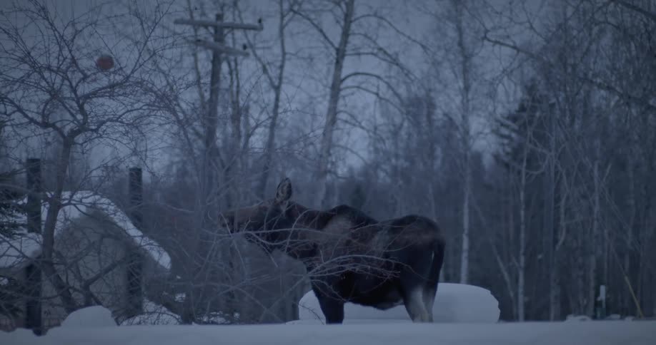Moose eating dry branches in a snowcovered place