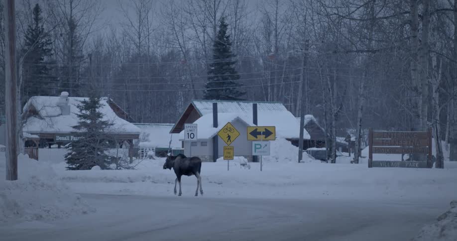 Moose walking in a small village covered in snow
