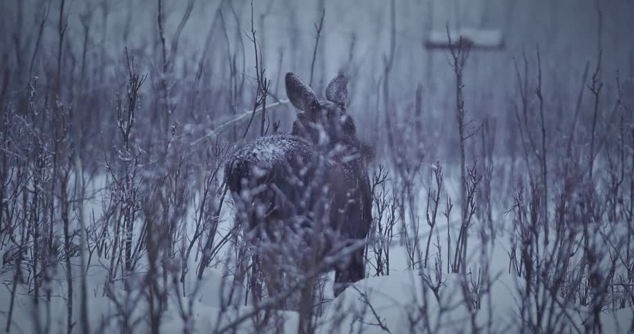 Moose is standing in a snow storm