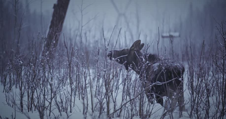 Moose eating dry plants during a blizzard