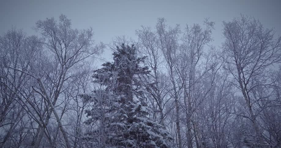 Series of trees covered in snow due to winter season