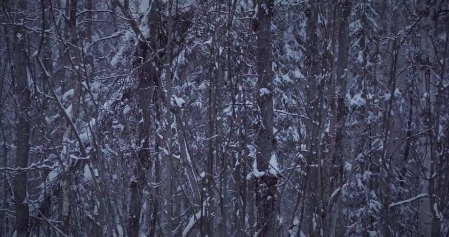 A forest of trees with trunks covered in snow