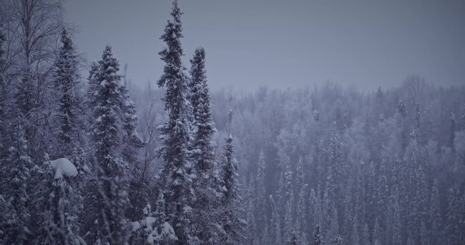 A snowy forest with trees covered in snow