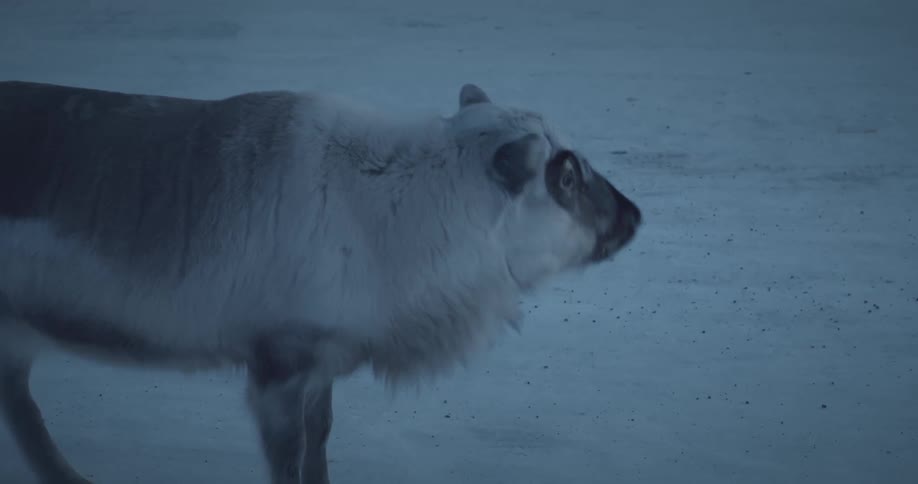 Reindeer stands in the snowy field