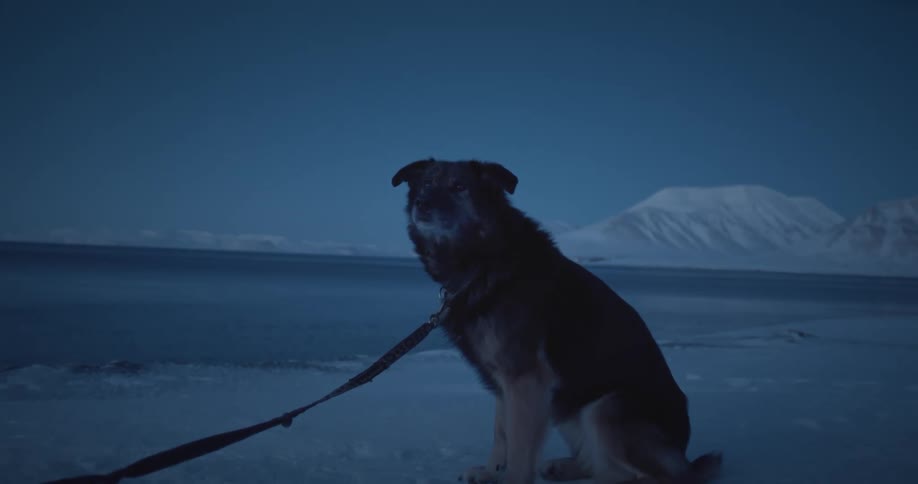 Dog sitting with a leash in a snowcovered ground next to the sea