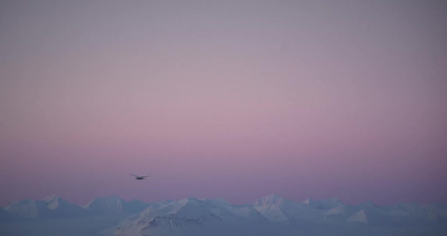 Bird flies over icy mountains with frozen sea and pink sky during sunset