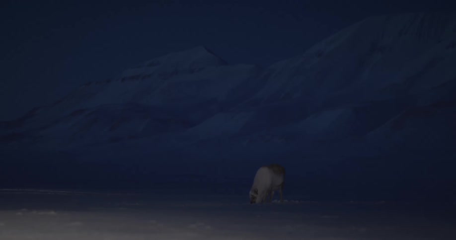 Animal on frozen ground next to icecovered mountains digging a hole with its snout