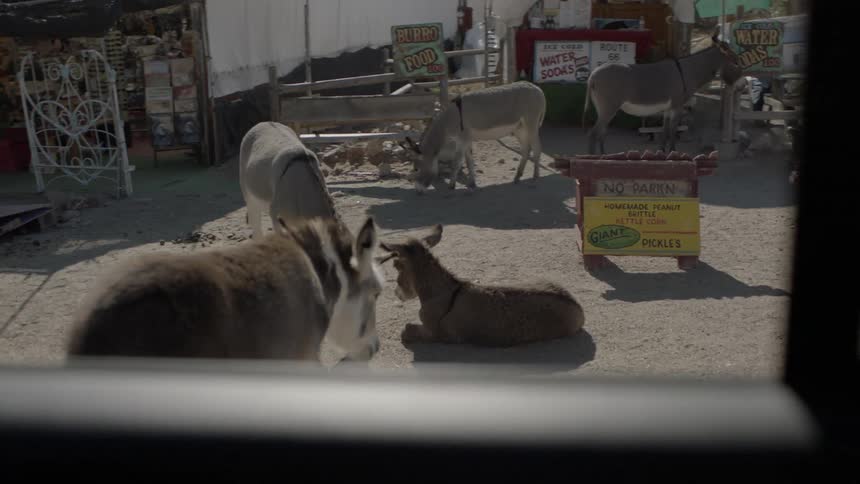 Donkeys stand outside near a small, rural store