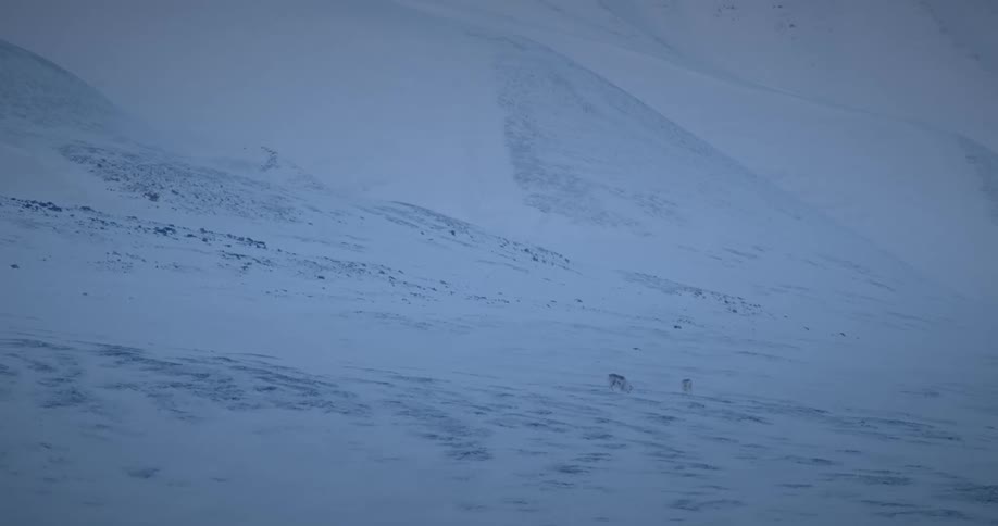 Two wild animals on the slopes of a snow covered mountain range