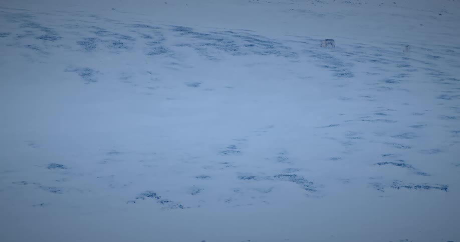 Two animals walking on a snowcovered ground
