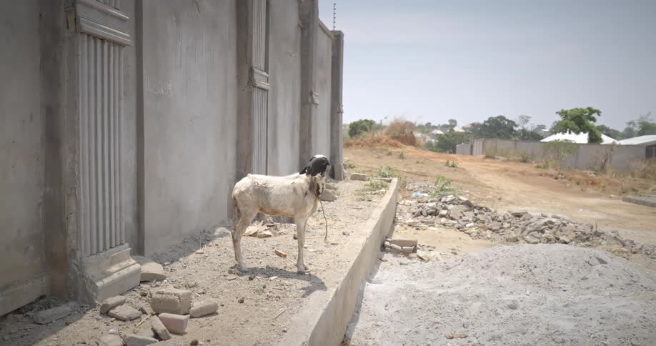 A sheep standing outside a fenced building on a sunny day