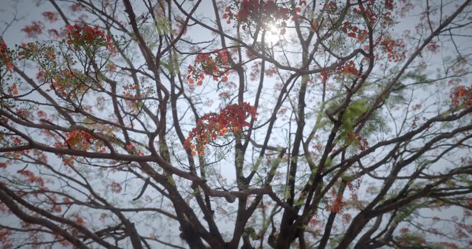 A tree with blooming flowers on a sunny spring day