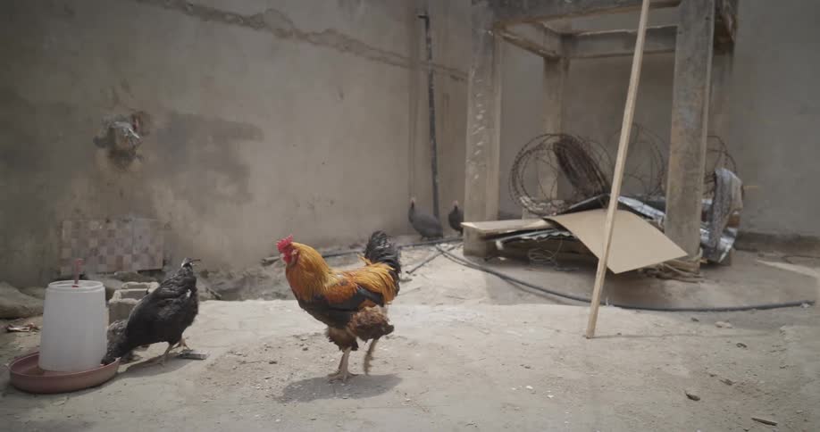 Roosters walk around the room