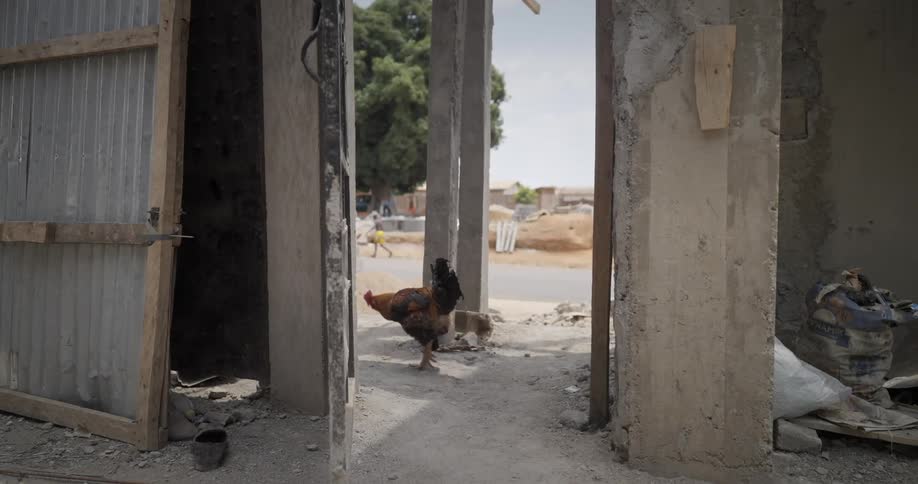 Chicken walking amidst the pavement beside the street