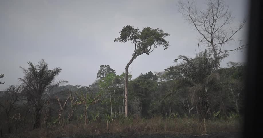 A forest with big trees during cloudy day