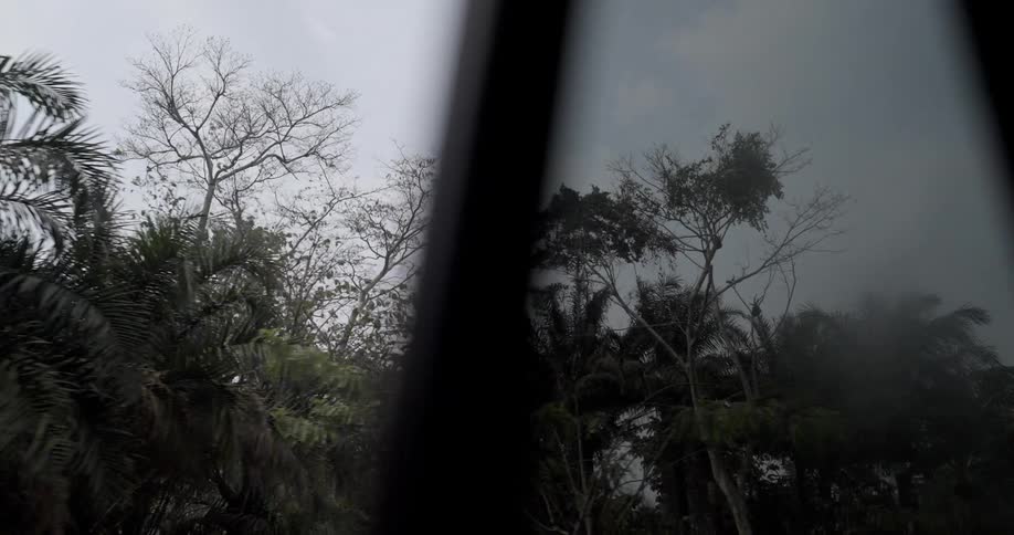 View from inside the car of a tropical forest on a cloudy day