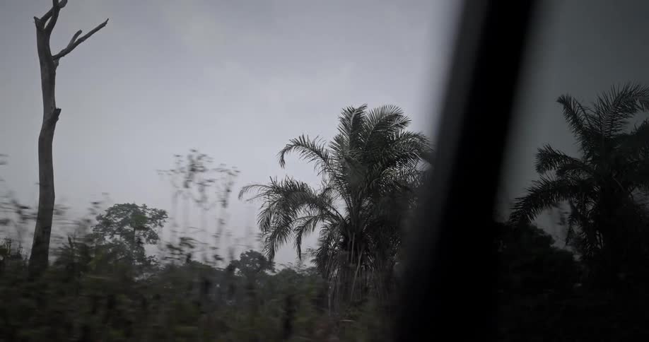 Palm trees in a tropical rural area