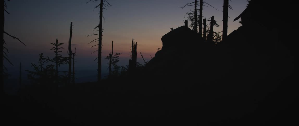 Silhouette of a forest with bare branches against a purple dawn sky