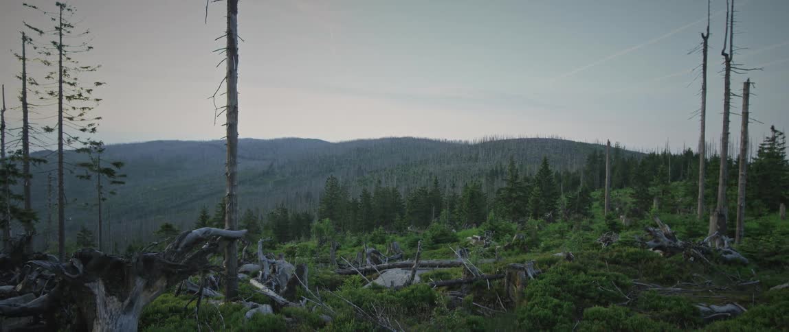 Dry trees fall in the forest in the morning