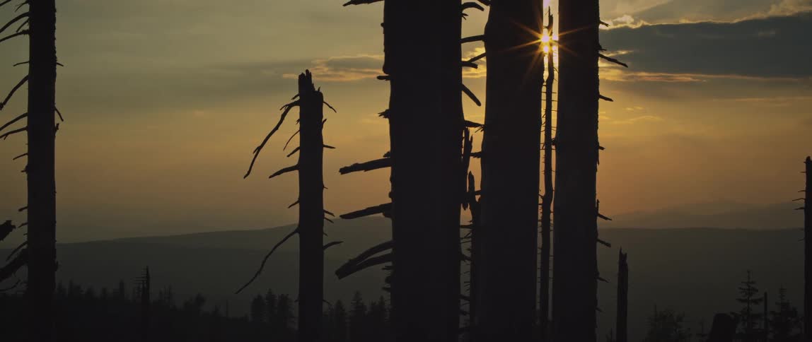 Some silhouettes of dry tree trunks are sunlight in the sky on a morning
