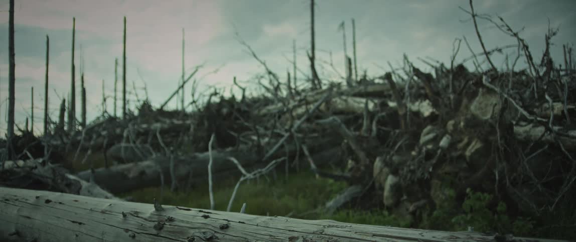 Dry trees on the ground in a field during the day