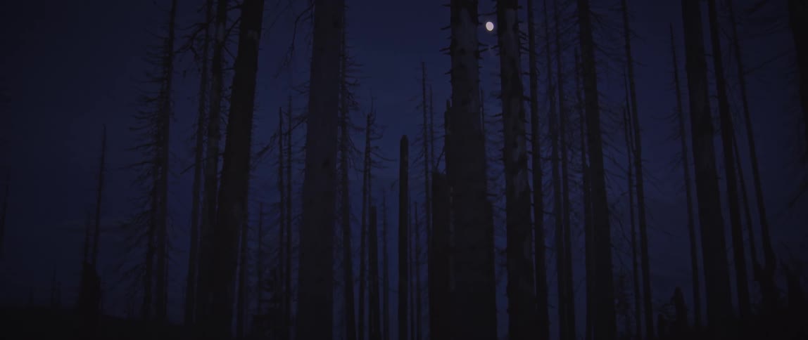 Barren trees silhouetted against a full moon in the night sky