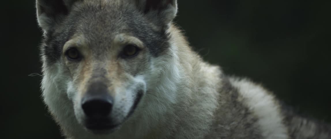 Closeup of a wolf in the forest