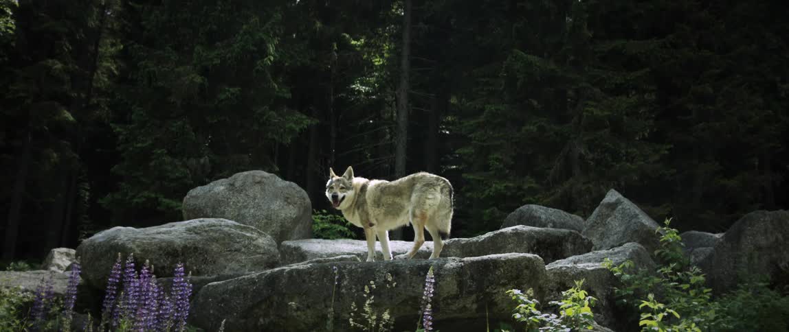 A clip of a wolf standing on a rock in the forest