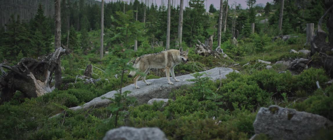 A coyote walks in a clearcut forest and stands on a large boulder at dusk