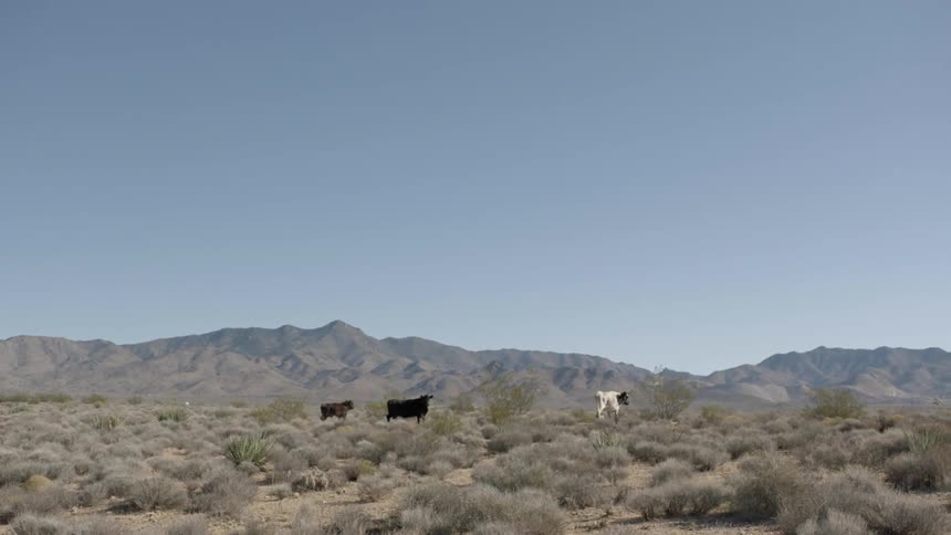Three cows trot across a desert landscape during the day
