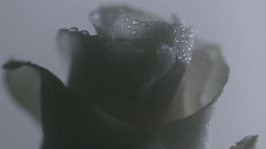 Mist is falling on a white rose bud