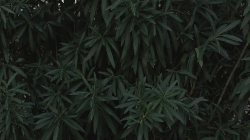 Tree leaves blow in the wind