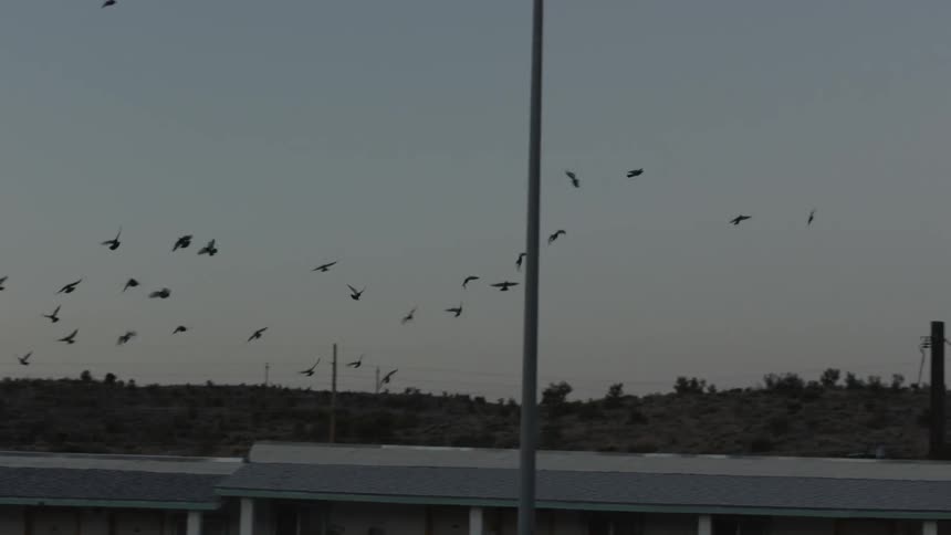 Flock of birds flying just above the horizon
