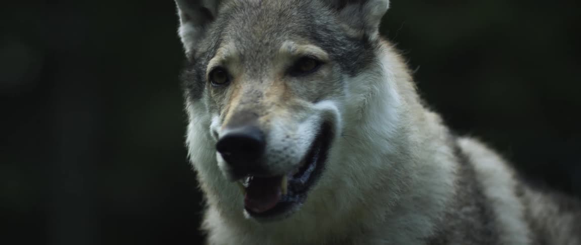 A wolf shown close up looking forward and then to the side