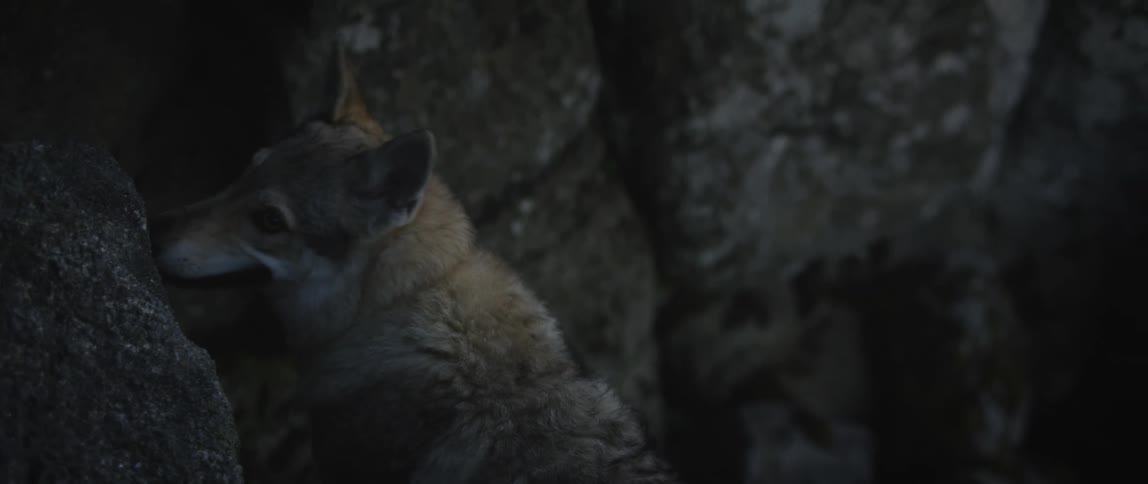 A wolf in the wild near a rock