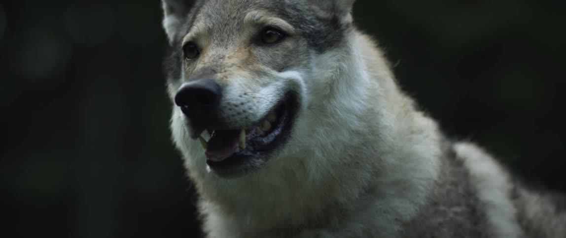 A wolf is gazing in the distance