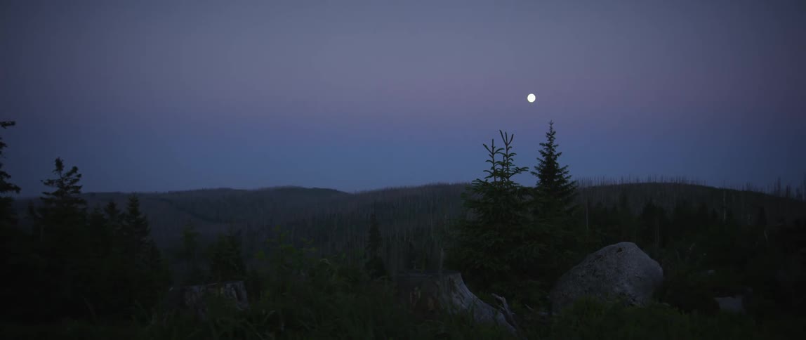 Moon shines over the pine trees in the forest