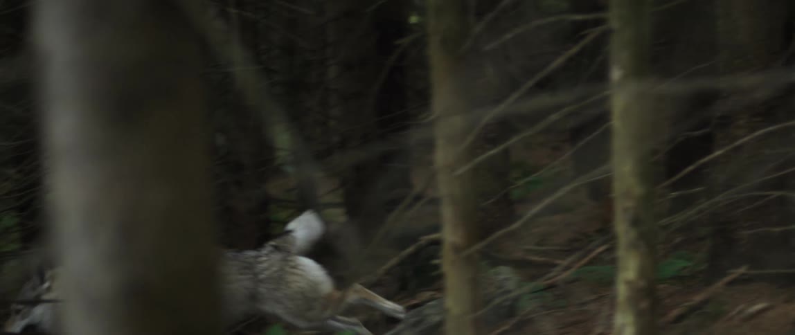 Wolf running in the woods