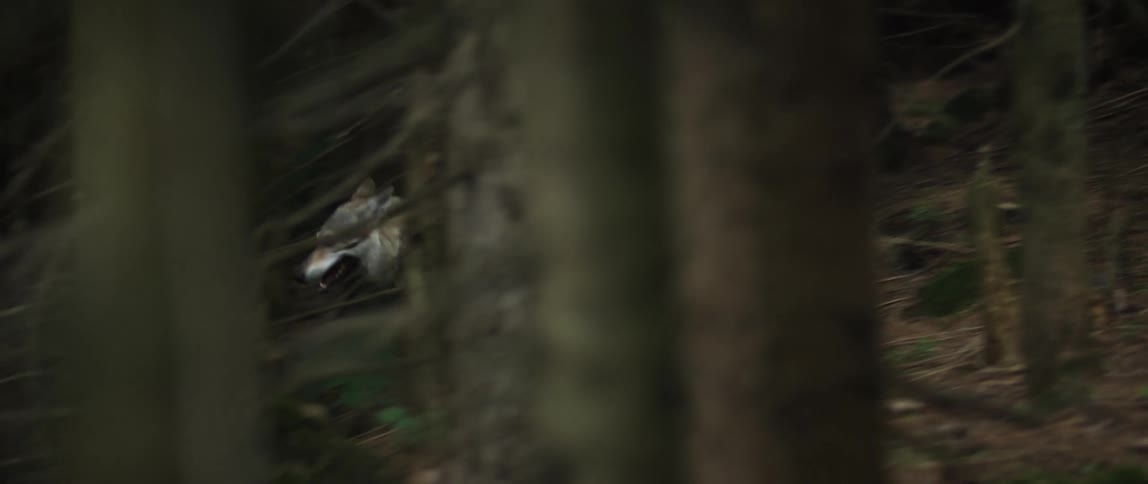 Wolf sniffs ground before running through woods