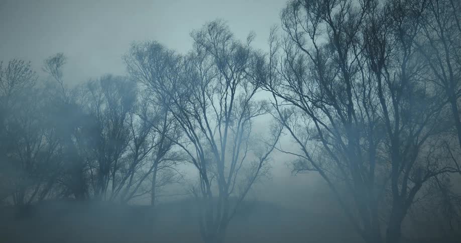 Fog rolling past silhouetted trees in front of a gray dimly lit sky