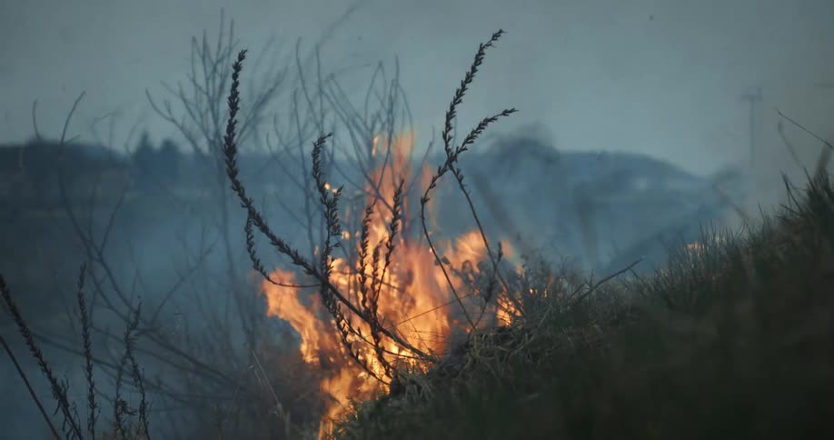 Fire in the middle of a grassy area in nature