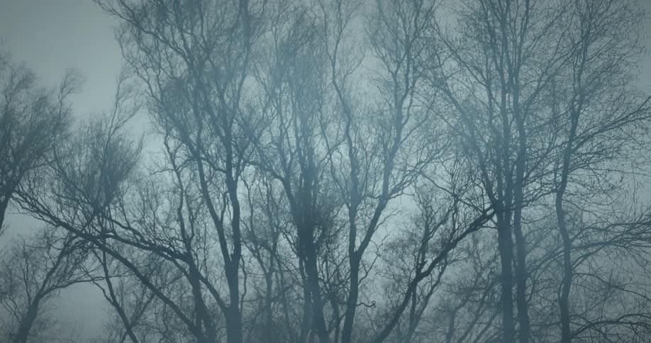 Smoke blows in the wind as bare trees move